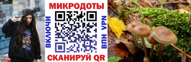 Галлюциногенные грибы Psilocybe  blacksprut tor  Йошкар-Ола 
